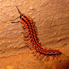 Antheromorpha