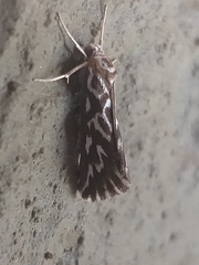 Argyrophora arcualis