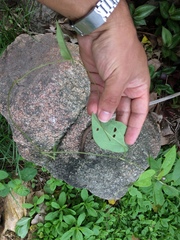 Aristolochia birostris
