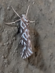 Argyrophora arcualis