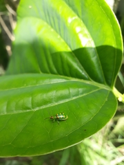Diabrotica speciosa