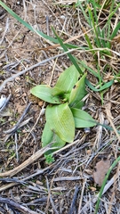 Ophrys speculum