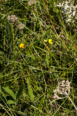 Argyrolobium baptisioides