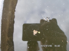 Dichrorampha flavidorsana