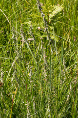 Crotalaria dura