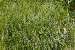 Crotalaria dura