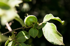 Vangueria macrocalyx