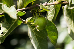 Vangueria macrocalyx