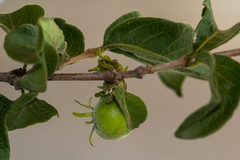 Vangueria macrocalyx