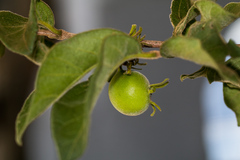 Vangueria macrocalyx