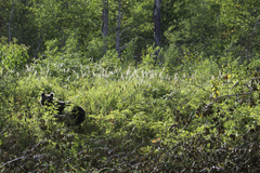 Ursus arctos beringianus