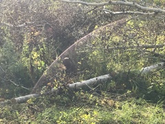 Ursus arctos beringianus