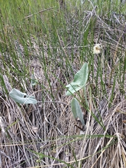Petasites spurius