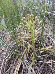 Petasites spurius