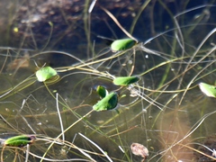 Ranunculus limoselloides