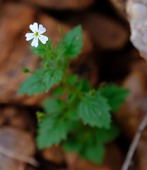 Jamesbrittenia aridicola