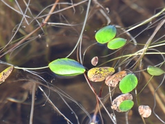 Ranunculus limoselloides