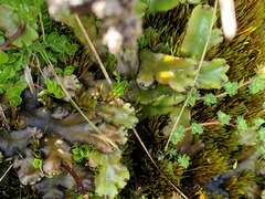 Marchantia plicata