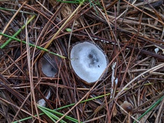 Hypomyces stephanomatis