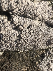Lecanoromycetes