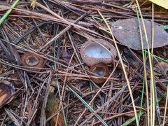 Hypomyces stephanomatis