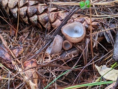 Hypomyces stephanomatis
