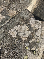 Lecanoromycetes