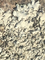 Parmeliaceae