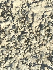 Parmeliaceae