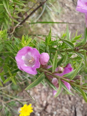 Agalinis genistifolia
