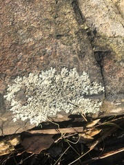 Parmeliaceae
