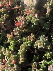 Sedum