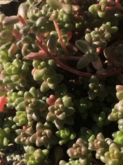 Sedum