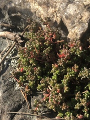 Sedum