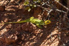 Liolaemus gununakuna