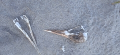 Pelecanidae