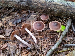 Cortinarius evernius