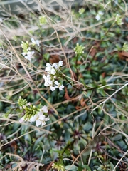 Arabis procurrens