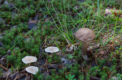 Clitocybe diatreta