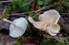 Clitocybe diatreta