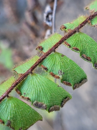 Image of Adiantum incisum by (c) Jacek Pietruszewski, some rights reserved (CC BY)