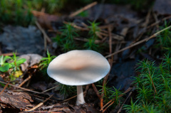 Clitocybe diatreta