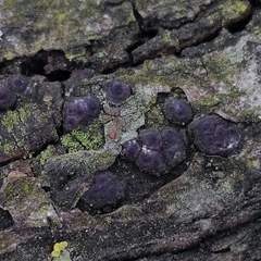 Entoleuca mammata