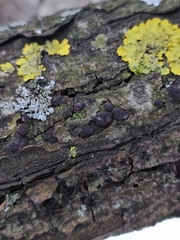 Entoleuca mammata