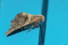Bertula abjudicalis