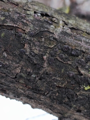 Entoleuca mammata