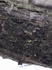 Entoleuca mammata
