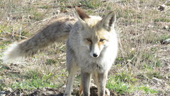 Vulpes vulpes flavescens