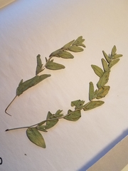 Lithospermum virginianum