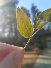 Lithospermum virginianum